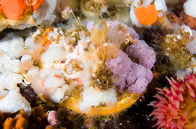 Giant Rock Scallop (Crassadoma gigantea) covered in ascidians Pink Mouth Hydroids (Ectopleura marina) and sponges.