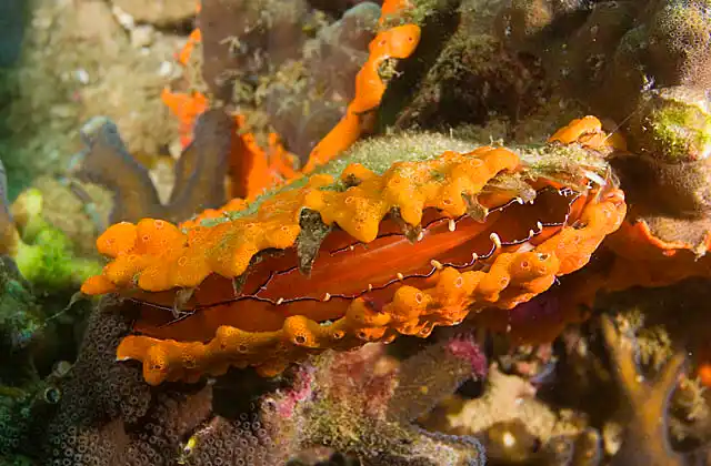 Townsend's Scallop (Mimachlamys townsendi) covered in encrusting ascidian.