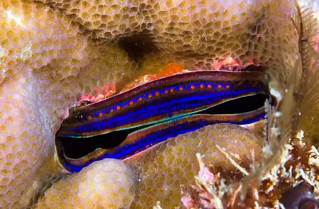 Iridescent Scallop (Pedum spondyloideum) in Porites Coral.