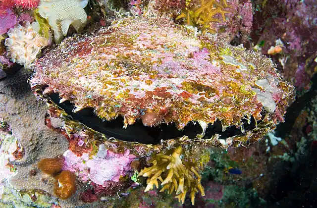 Black-lip Pearl Oyster (Pinctada margaritifera)