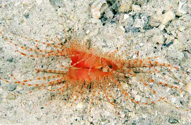 Electric Flame Scallop (Ctenoides ales)