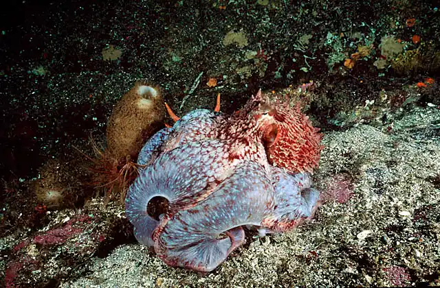 Giant Pacific Octopus (Enteroctopus dofleini) Umbrella feeding behaviour.