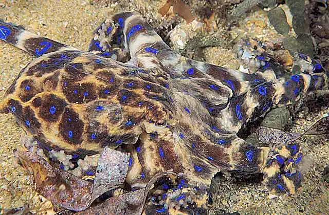 Southern Blue-ringed Octopus (Hapalochlaena maculosa) Poisonous bite is potentially fatal.