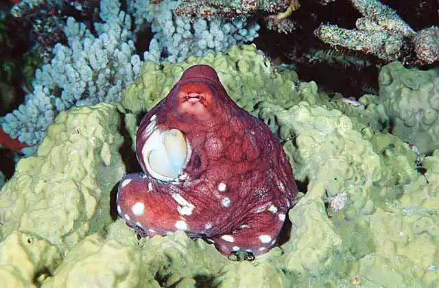 Day Octopus (Octopus cyanea) at entrace to its lair.