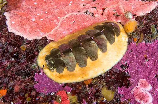 Hind's Mopalia Chiton (Mopalia hindsii)