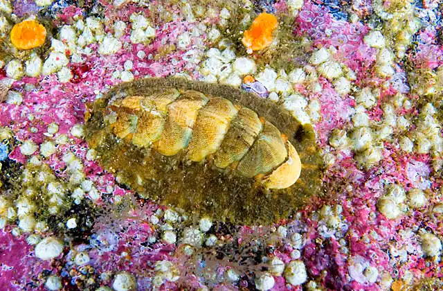 Mossy Chiton (Mopalia muscosa)