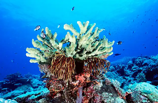 Pocillopora coral (Pocillopora eydouxi ) with crinoids hanging below.