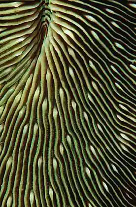 Mushroom Coral (Fungiidae sp.)