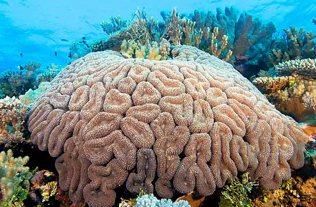 Mussid Coral (Lobophyllia corymbosa) or Brain Coral.