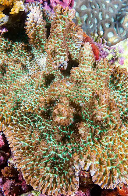 Cylindrical Coral (Scapophyllia cylindrica) Highly abrasive coral structure.