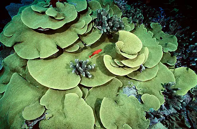 Cabbage Coral (Dendrophylliidae turbinaria)