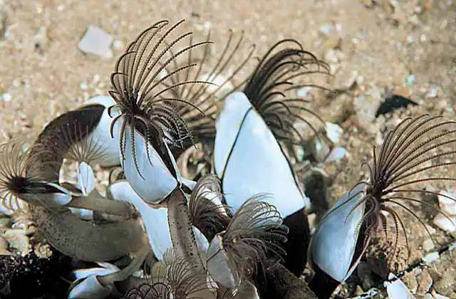 Goose-neck Barnacle (Lepas anatifera)
