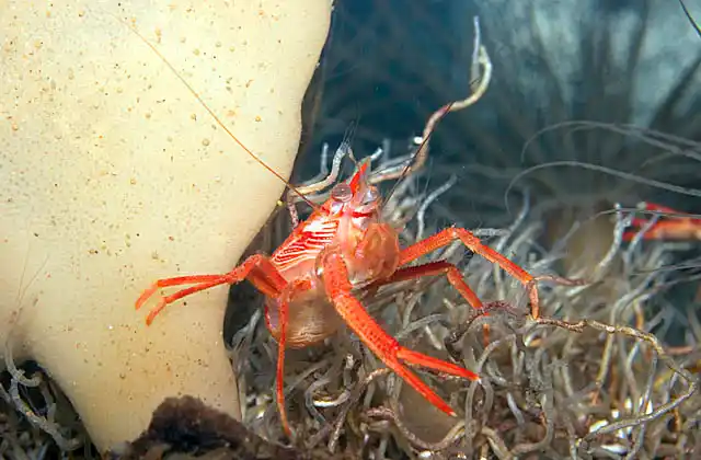 Galathied Squat Lobster (Munida quadrispina) Crustacean living in 12 to 1463m, often , as shown here, on deep water sponges.