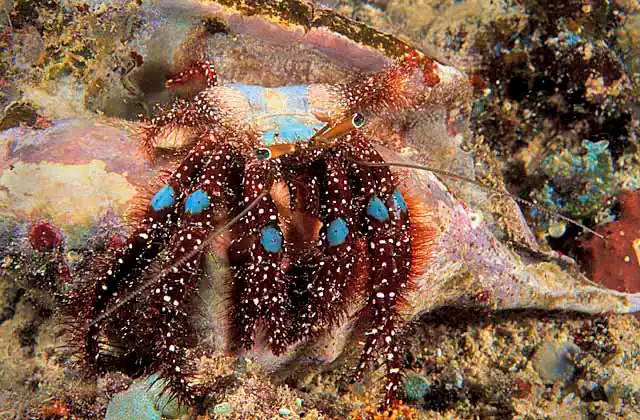 Hermit Crab (Dardanus guttatus)