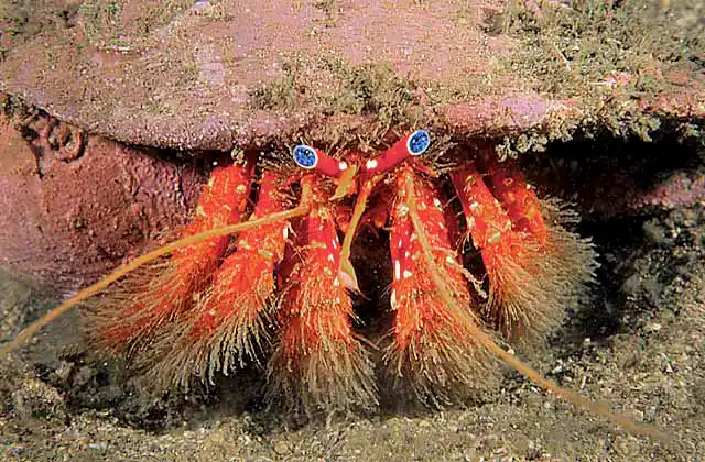 Thin-clawed Hermit Crab (Trizopagurus strigimanus)