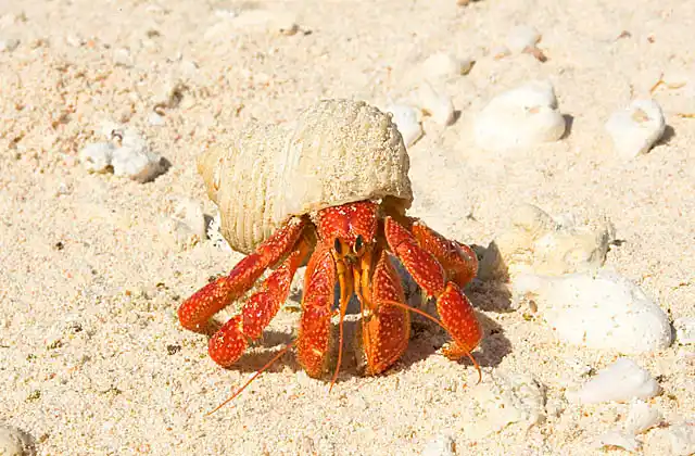 Land Hermit Crab (Coenobita perlatu) foraging on coral island beach.
