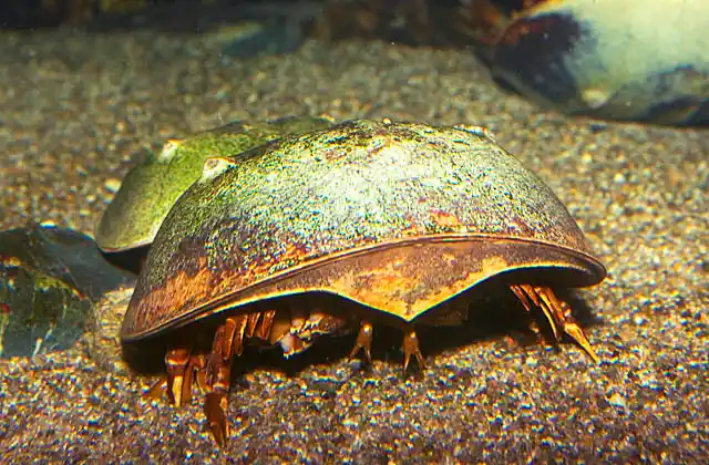 Horseshoe Crab (Limulus polyphemus) Male and female mating.