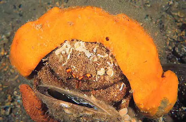 Bristled Sponge Crab (Austrodromidia octodentata) Uses adapted sponge fragment as mobile camouflage.