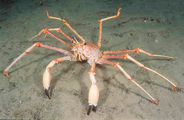 Antlered Carrier Crab (Dagnaudus petterdi) Deepwater spider crab with rear legs used to carry sponges or other plants for camouflage.