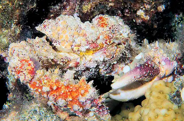 Rubble Crab (Daldorfia horrida) Nocturnal reef dweller.