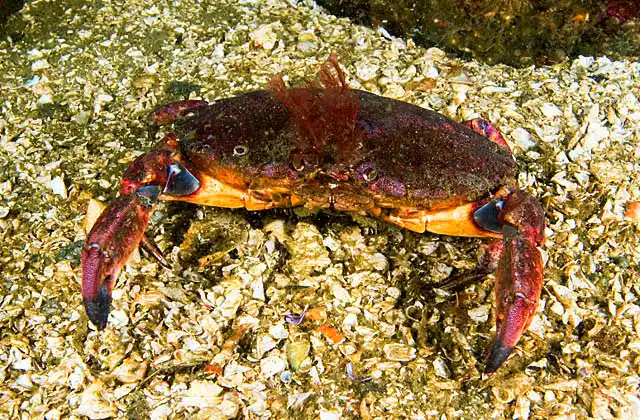 Black-clawed Shore Crab (Lophopanopeus bellus)