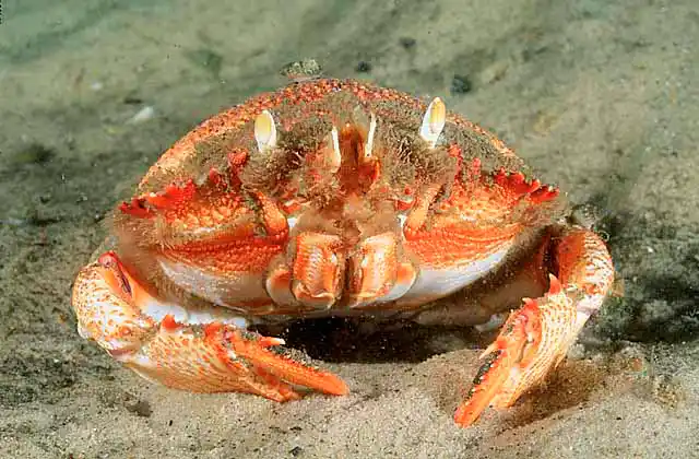 Spanner Crab (Ranina ranina)