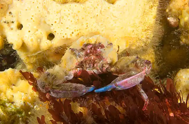 Graceful Kelp Crab (Pugettia gracilis)