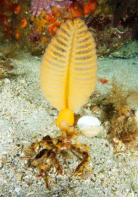 Longhorn Decorator Crab (Chorilia longipes) in front of Sea Pen (Ptilosarcus gurneyi)