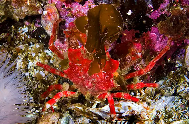 Northern Kelp Crab (Pugettia producta)