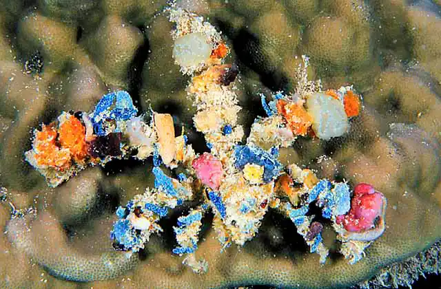 Decorator Crab (Camposcia retusa) Collects reef invertebrates and adheres them to it's shell for camouflage.