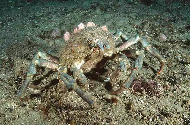 Sheep Crab (Loxorhynchus grandis) with encrusting barnacles.