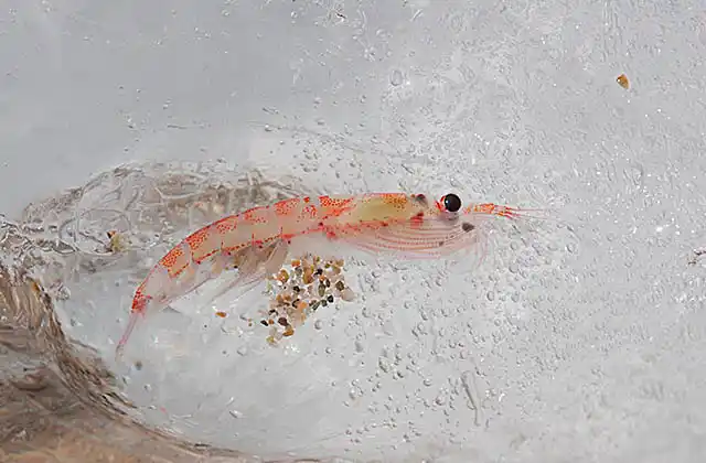 Antarctic Krill (Euphausia superba)
