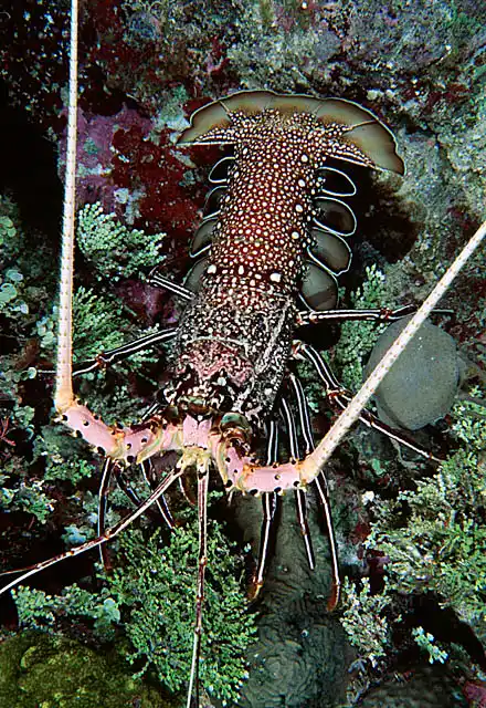 Painted Rock Lobster (Panulirus versicolor)