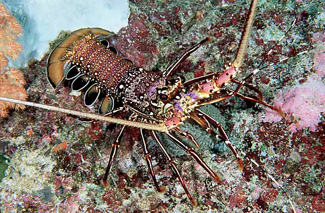 Stripe-legged Spiny Lobster (Panulirus femoristriga)