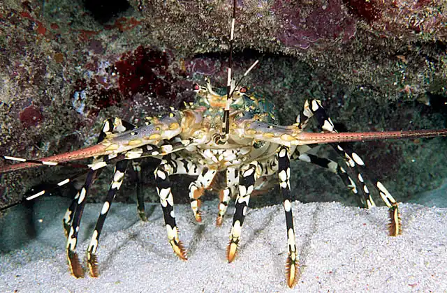 Ornate Rock Lobster (Panulirus ornatus)