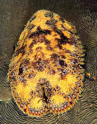 Sculptured Slipper Lobster (Parribacus antarcticus)