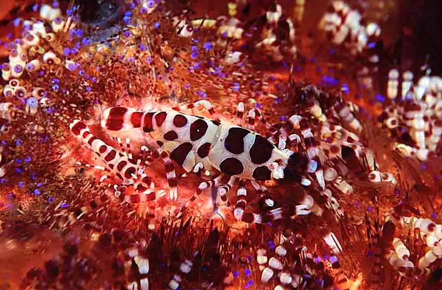 Sea Urchin Shrimp (Periclimenes colemani) Male and female on Fire Urchin (Asthenosoma varium) Commensal relationship.