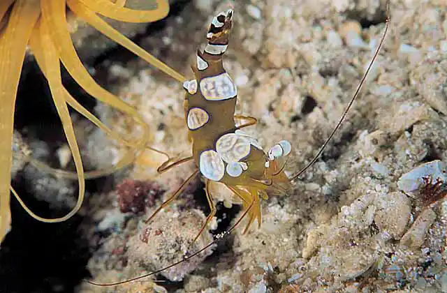 Anemone Shrimp (Thor amboinensis) on Tube Anemone (Ceranthidae sp.)
