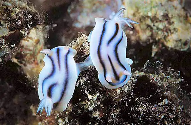 Toothpaste Nudibranchs (Chromodoris lochi) Mating.