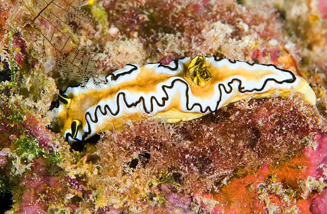 Black-margined Nudibranch (Glossodoris atromarginata)