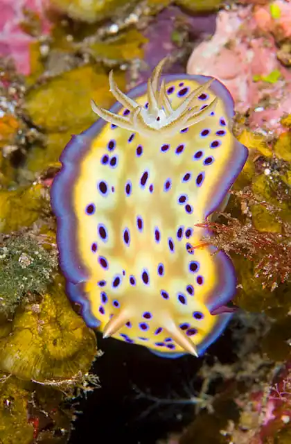 Undulating Nudibranch (Goniobranchus kuniei)