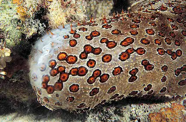 Leopard Holothurian or Sea Cucumber (Bohadschia argus) Male releasing sperm during spawning session.