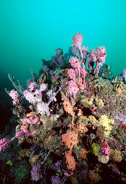 Sea Tulip Ascidians (Pyura spinifera)