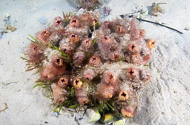 Cunjevoi (Pyura stolonifera) colony growing on sandy sea bed.