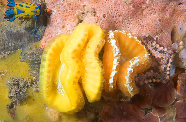 Brain Ascidian (Sycozoa cerebriformis)