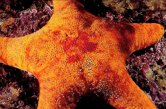 Sea Spider (Stylopallene longicauda) on Velvet Sea Star (Petrica vernicina)