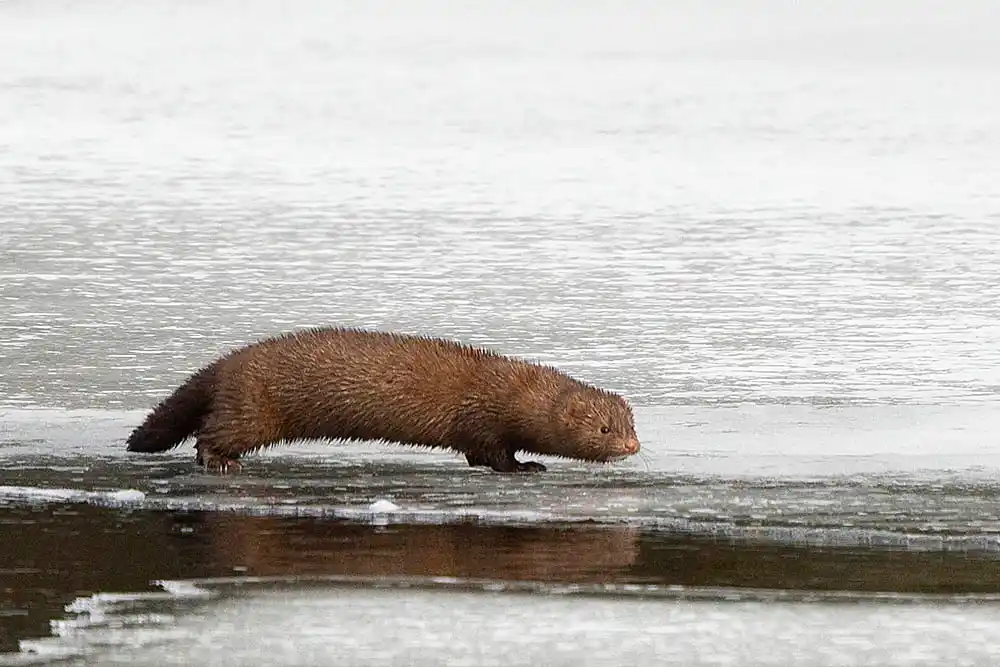 American Mink (Neogale vison) on river ice.