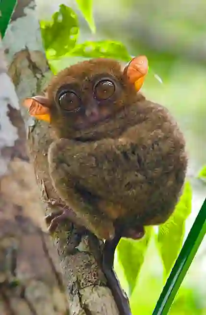 Philippine Tarsier (Tarsius syrichta)