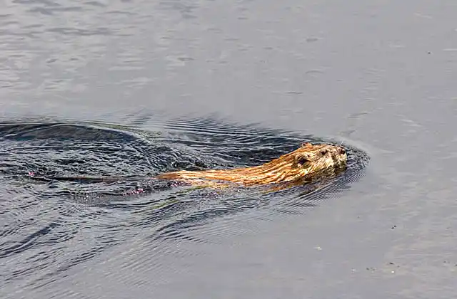 Muskrat (Ondatra zibethicus) swimming on the surface of slew.