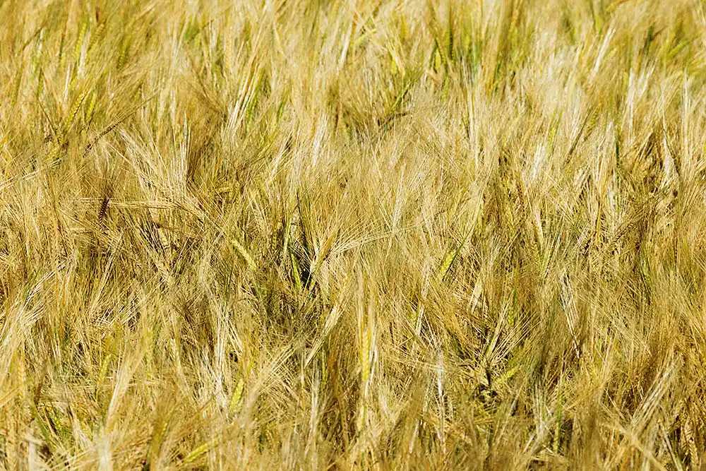 Canadian Prairie Spring Wheat (Scirpus pungens)